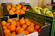Kisten mit Orangen, Clementienen und Bananen aus Bioanbau